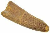 Fossil Spinosaurus Tooth - Real Dinosaur Tooth #322303-1